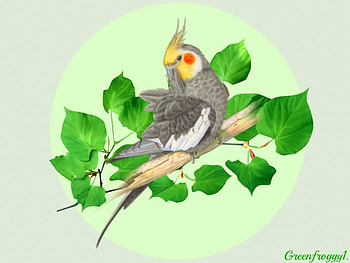 COCKATIEL, NATURE, ANIMAL, BIRD HD wallpaper