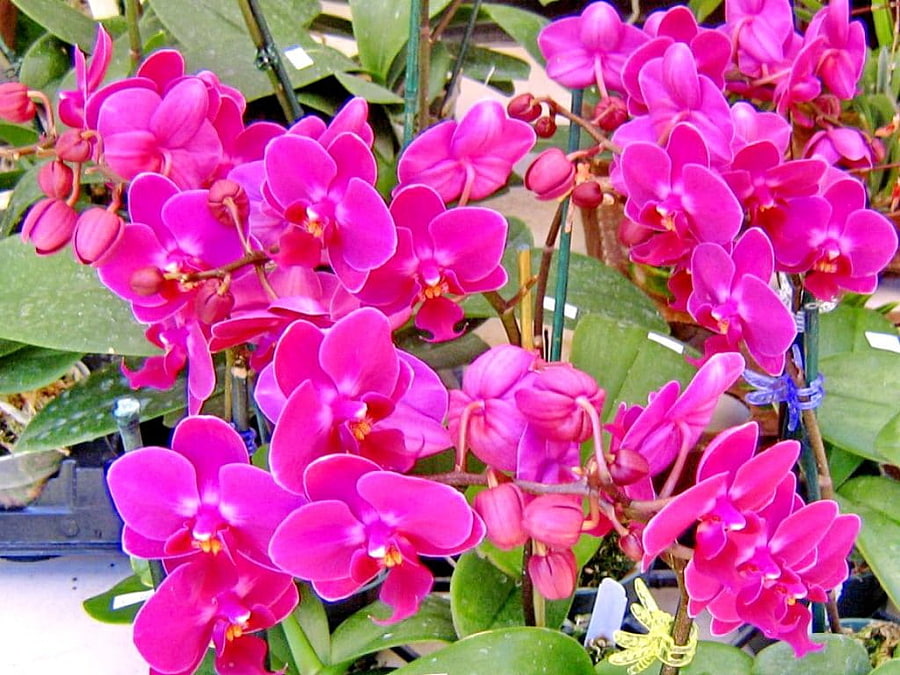 Spring Orchids, plants, graphy, colorful orchids, colors of nature, landscape, colors, lovely flowers, spring, nature of forces, flower, species, nature, spa, magenta, splendor, orchids HD wallpaper