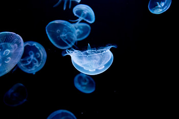 Moon jellyfish, Aurelia aurita, Enchanting creatures, Fascinating world HD wallpaper