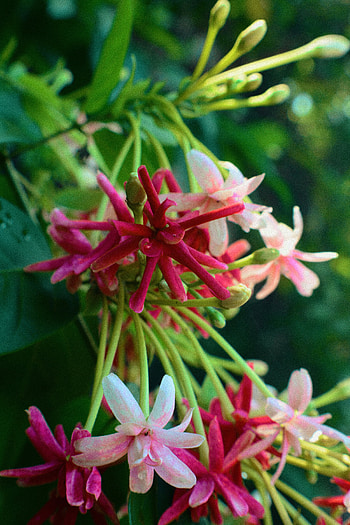 Flower, graphy, nature HD phone wallpaper