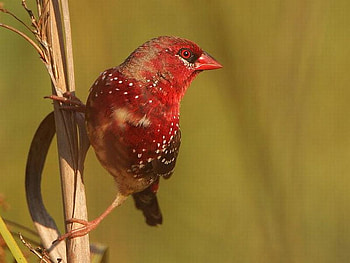 Red Bird, beautiful, bird, , red HD wallpaper