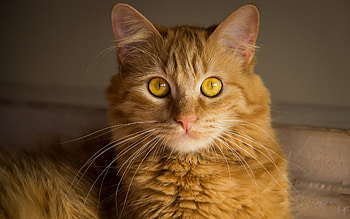 Cat, cute, animal, the look HD wallpaper