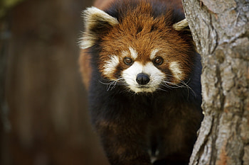 Red panda, white, face, aninal, cute HD wallpaper