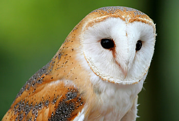 Animals, Owl, Bird, Muzzle, Predator HD wallpaper
