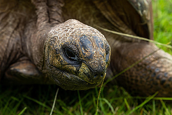 World's oldest tortoise, Incredible longevity, Record-breaking reptile, Timeless wonder HD wallpaper