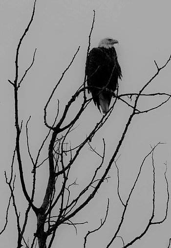 Animals, Bird, Branches, Predator, Bw, Chb, Eagle HD phone wallpaper