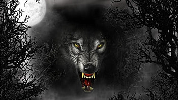 Angry wolf HD wallpaper