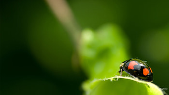 Ladybug Spring Greens, Firefox theme, leaves, ladybug, green, nature, spring, fresh, insect HD wallpaper