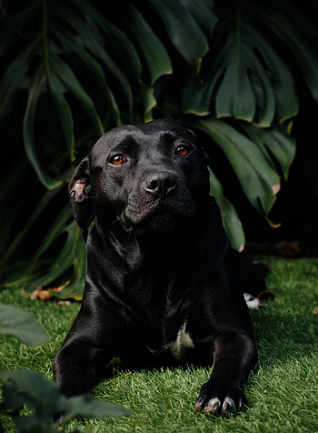 Animals, Dog, Pet, Labrador, Labrador Retriever HD phone wallpaper