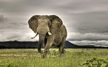 Animals, Elephants HD wallpaper