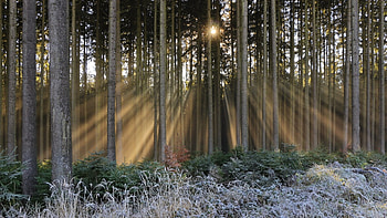 Sunbeam Forest Splendor, Nature, Forests, Sunbeams, Trees HD wallpaper