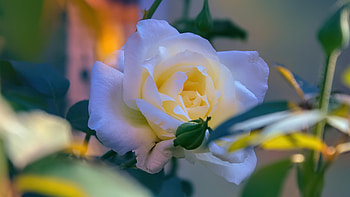 White rose, White, Leaves, Bokeh, Rose HD wallpaper