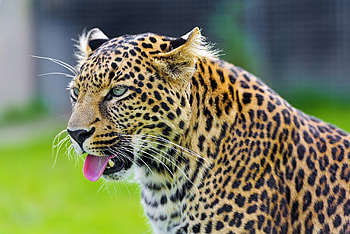 Animals, Cheetah, Predator, Sight, Opinion, Language, Tongue HD wallpaper
