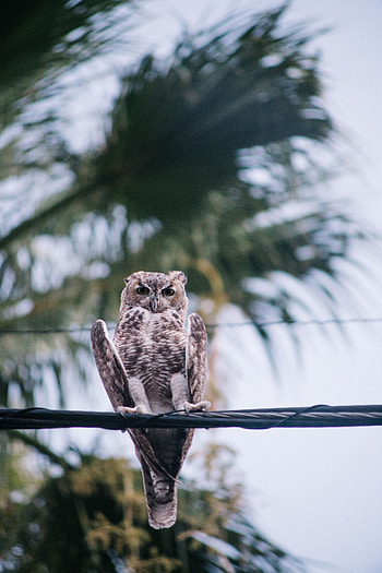 Animals, Owl, Bird, Blur, Smooth, Wires, Wire HD phone wallpaper