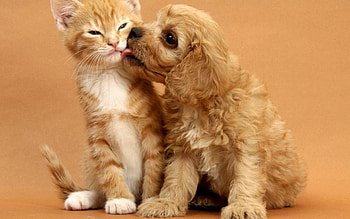 Friends, kitten, kitty, cats, cute, sleepy, sleeping, beauty, animals, hat, sweet, cat, beautiful, paws, cat face, pretty, face, lovely HD wallpaper