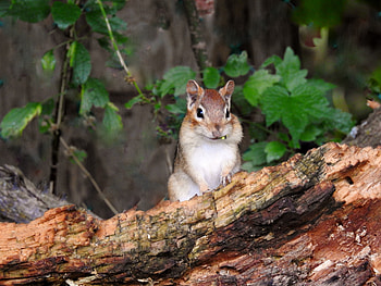 A Little Cutie, graphy, Summer, Rodent, Chipmunk, Animal, Log HD wallpaper