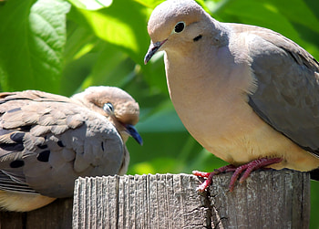 Side By Side On A Fence, graphy, fence, Morning Doves, Birds, Sunshine HD wallpaper