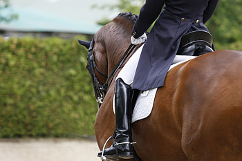 Kyra Kyrklund, Dressage HD wallpaper
