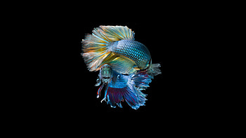 Fish, pair, dark, minimal HD wallpaper
