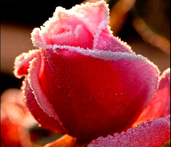 Sugar Rose, sugar, rose, nature HD wallpaper