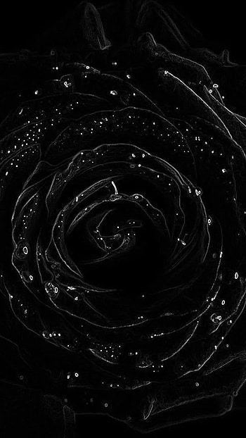 Black Rose, Dark, Rose HD phone wallpaper