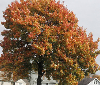 Autumn's Beauty, beautiful fall, beautiful autumn day, purple tree, beautiful fall scenery, fall bridge, red trees, purple autumn, fall day, autumn foliage, orange tree, fall leaves, autumn colors, fall forest, fall colors, fall land, beautiful autumn, autumn day, purple fall, new england fall colors, autumn forest, pink autumn, fall road, pink fall, autumn landscape, autumn scenery, fall foliage, autumn bridge, autumn, beautiful fall day, autumn lake, fall, fall scenery, beautiful autumn scenery, autumn leaves, fall lake, new england, fall trees, autumn trees HD wallpaper