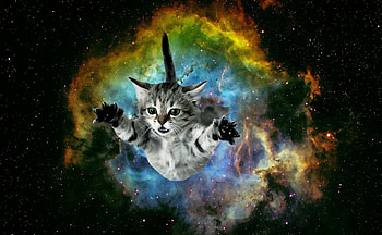 Space, Galaxy Cat HD wallpaper