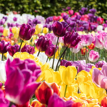 Colorful tulip garden in Limmen, Netherlands captures the essence of spring's vibrant bloom. HD phone wallpaper