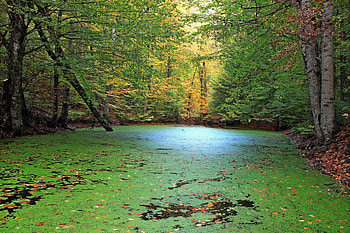 Nature, Forest, Pond HD wallpaper