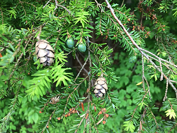 Abedto oriental, Nature's richness, Canadian variety, Evergreen charm HD wallpaper
