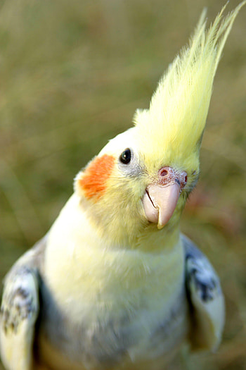 Cockatiel bird portraits, Feathery companions, Sarah Sellers' collection, Avian beauty HD phone wallpaper