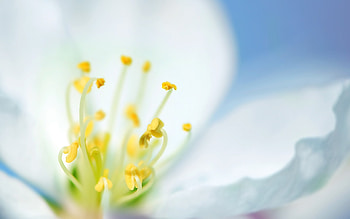 Plants, Flowers HD wallpaper