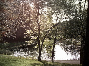 two lovers, trees, color, love HD wallpaper