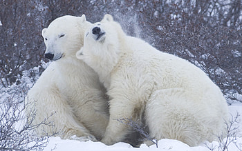 Animals, Winter, Snow, Tenderness, Embrace, Polar Bears HD wallpaper