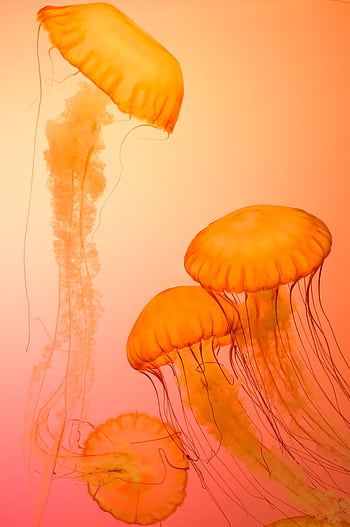 Stunning of orange jellyfish in water, capturing their beauty and elegance. HD phone wallpaper