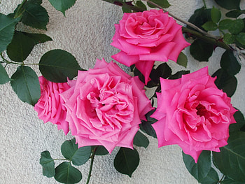 Flowers, Roses, Bush, Wall, Delicate, Gentle HD wallpaper
