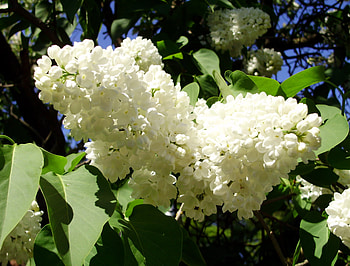 White lilacs 2, may, white, flower, lilacs HD wallpaper