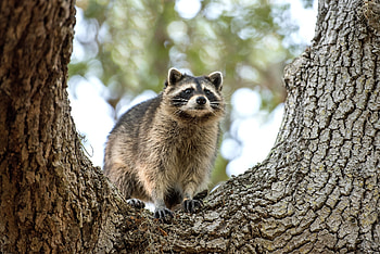 Forest explorer, Clever omnivore, Striped tail, Climbing expert HD wallpaper