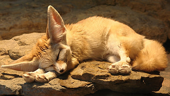 Animals, Fox HD wallpaper