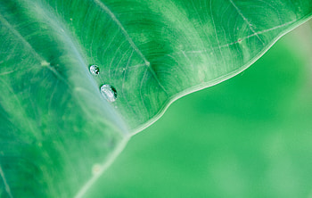 Water Drop On Leaf Macro , drops, leaf, macro HD wallpaper