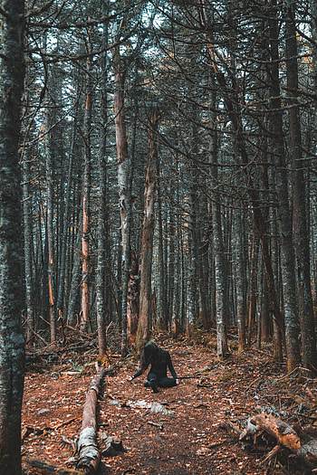 Nature, Trees, Autumn, Forest, Girl, Loneliness HD phone wallpaper