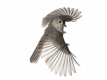 Flying Bird, cool, flying, bird HD wallpaper