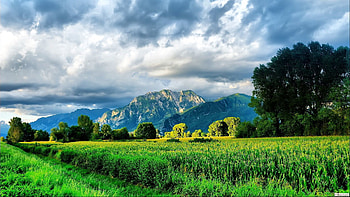 Nature, Mountains, Summer, Road, Greens, Field, Brightly, Corn, Maize HD wallpaper