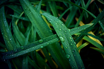 Grass, Drops, Macro, Wet, Dew HD wallpaper