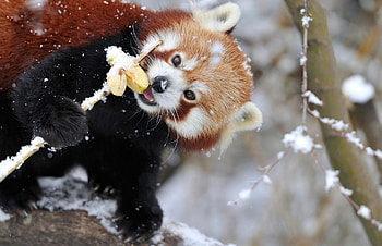 red panda, animal, tree, red, panda HD wallpaper