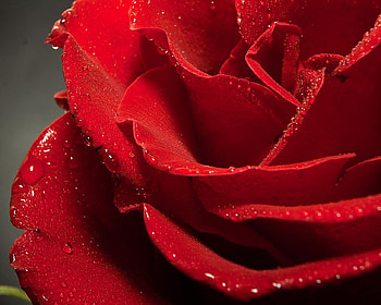 Red Rose wet, rose, wet, red, hot, nature, flowers HD wallpaper