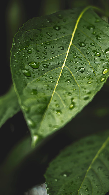 Drops, Macro, Wet, Sheet, Leaf HD phone wallpaper