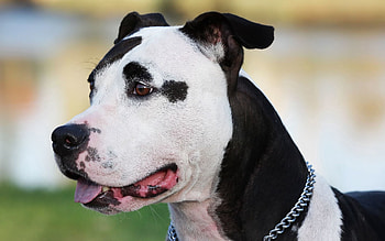 Animals, Dog, Muzzle, Spotted, Spotty, Collar, Amstaff HD wallpaper