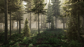 Artistic depiction, Spruce forest, Realistic artwork, Nature's abundance HD wallpaper