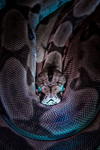 Captivating close-up of a python snake showcasing its intricate scale pattern and distinctive colors. HD phone wallpaper